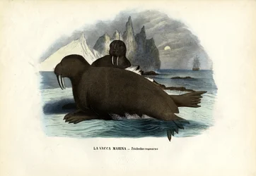 Walross, 1863-79